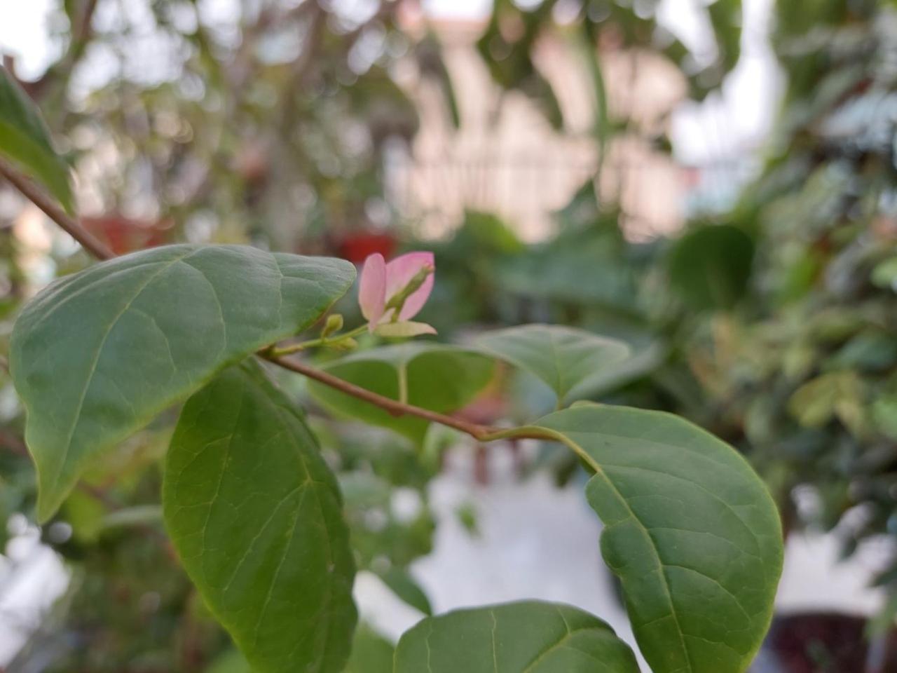 Alleyhomestay 2 Ανόι Εξωτερικό φωτογραφία